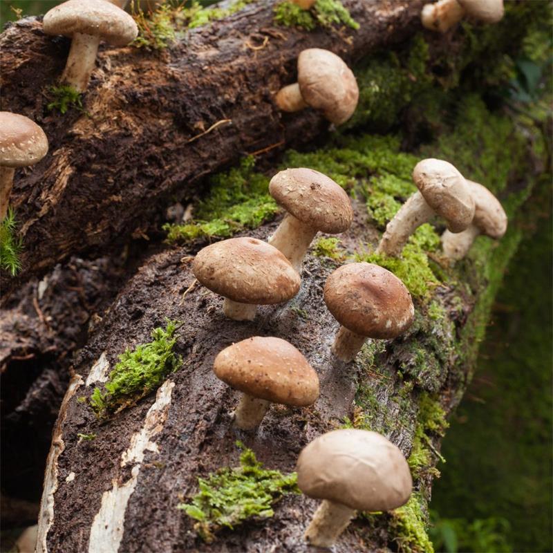 Shiitake Mushrooms - lentinula edodes | Mayernik Kitchen